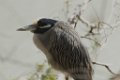 Yellow-crowned Night-Heron 2014-01-25_2